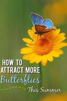 a butterfly sitting on top of a yellow flower with the words how to attract more butterflies this summer