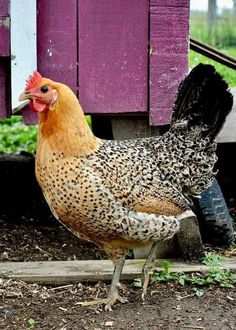 a brown and black chicken standing on top of a dirt ground next to a purple building