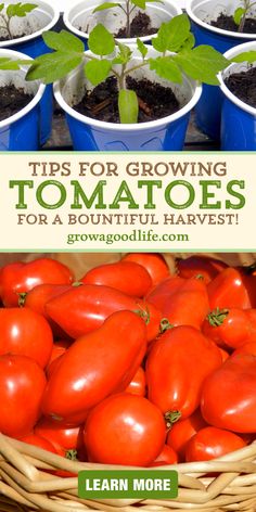 tomatoes growing in pots with text overlay reading 10 tips for growing tomatoes from seed to harvest