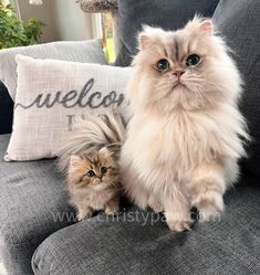 a fluffy cat sitting on top of a gray couch next to a small brown kitten