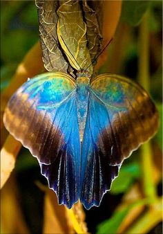 a blue and brown butterfly sitting on top of a plant