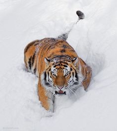 a tiger walking through the snow with its head in the air and it's eyes open