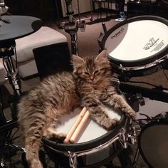 a cat laying on top of a drum set