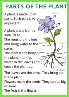 the parts of a plant that are labeled