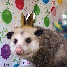 a ferret with a crown on its head in front of balloons and streamers