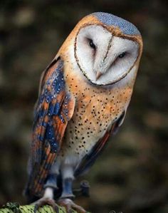 an owl sitting on top of a tree branch