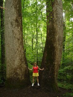 a woman standing between two large trees in the woods