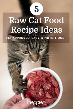 a person holding a bowl full of food with the caption raw cat food recipe ideas