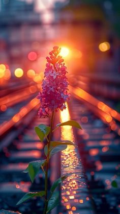 a pink flower sitting on top of a wet ground next to a train track with the sun setting in the background