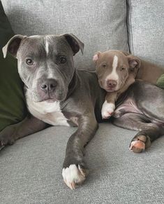 two dogs are laying on the couch together