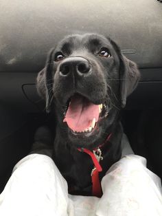 a black dog sitting in the back seat of a car with its mouth open and tongue out