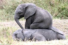 an elephant sitting on top of another elephant in the grass