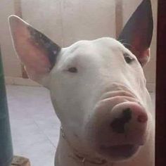 a white bull terrier looking at the camera