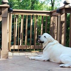 a large white dog sitting on top of a cement floor next to a wooden fence