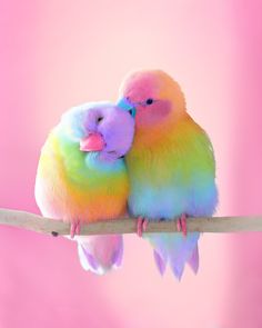 two colorful birds sitting on top of a purple stick together with their beaks touching each other