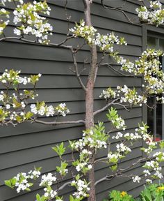 a small tree with white flowers in front of a gray house on a sunny day