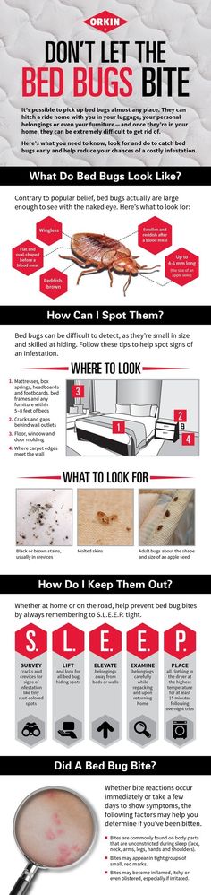 Don't let the bed bugs bite! Bed bugs are great hitchhikers and can make their way onto you or your belongings. Once in your home, bed bugs can be difficult to get rid of. Here are some tips to help you identify and prevent bed bugs from coming into your home. Creepy Bugs, Bed Bug Remedies, Fumigation Services, Kill Bugs, Sleep Hygiene