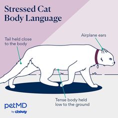 a diagram showing the different parts of a cat's body and how to use it