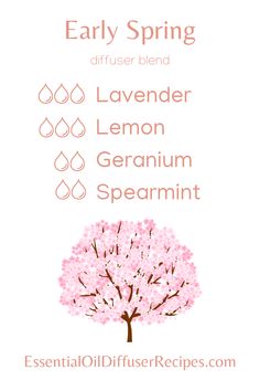 The Early Spring essential oil diffuser recipe creates an atmosphere of life and hope in your home. This blend combines soft and rich floral notes with bright citrus and sweet mint aromas for a beautiful, uplifting fragrance. The Early Spring essential oil diffuser blend contains lavender, geranium, lemon and spearmint essential oils. I may earn a commission on sales from the products listed in this pin. Spring Candle Ideas, Essential Oil Gift Basket, Spring Diffuser Blends, Essential Oil Spray Recipes, Diy Essential Oil Diffuser, Essential Oil Roller Bottle Recipes, Fragrance Blends, Diy Essential Oil Recipes