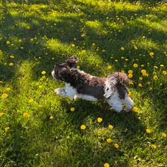 a dog laying in the grass with dandelions