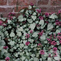 pink and green flowers growing on the side of a brick wall next to a planter