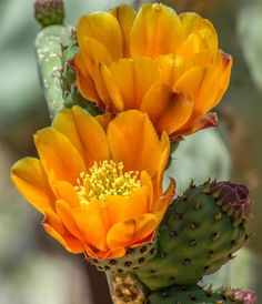 two orange flowers on top of a green cactus