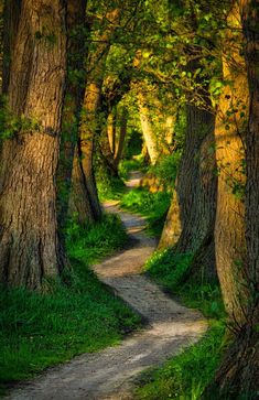 a dirt road surrounded by trees and green grass on both sides, in the middle of a forest