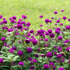 purple flowers are growing in the grass