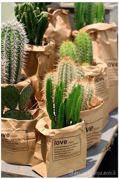 several small cactus plants in paper bags on a table