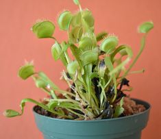 a potted plant with green leaves and dirt on the ground in front of a pink wall