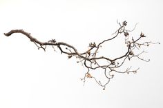 a tree branch with no leaves on it