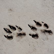 an animal's paw prints in the snow