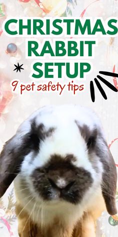 Deck the halls with bunny safety in mind! Our guide helps you choose holiday decorations that are festive and safe for your rabbit | christmas rabbit setup | rabbit on holiday | bunny proof christmas tree | Holiday pet safety | rabbit proof christmas tree Rabbit Christmas