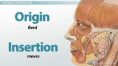 an image of the head and neck with words origin and insertion above it that read origin and insertion