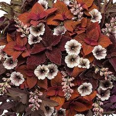 an arrangement of red, white and purple flowers