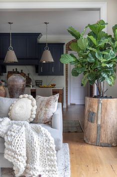 a living room filled with furniture and a large potted plant in the middle of it