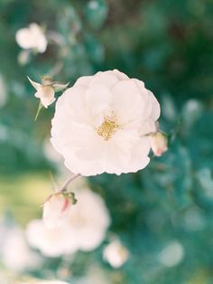 a white flower with green leaves in the background