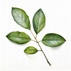 a green leaf is shown on a white background