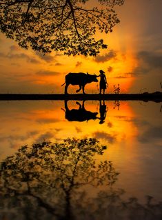 a man standing next to a cow in front of a tree with the sun setting