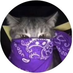 a cat is hiding behind a purple bandana