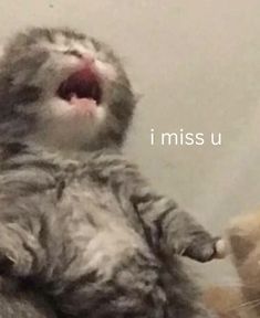 a cat that is yawning next to a teddy bear with the caption i miss u