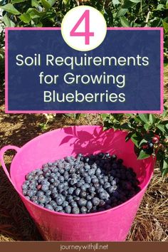 a bucket full of blueberries with the words 4 soil measurements for growing blueberries