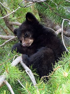 a small black bear sitting on top of a tree branch in a forest with lots of branches