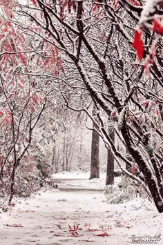 a snowy path in the woods with red leaves on trees and snow falling from the branches