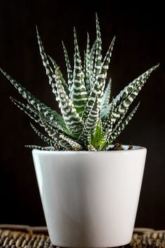 a white potted plant sitting on top of a woven table cloth next to a black wall