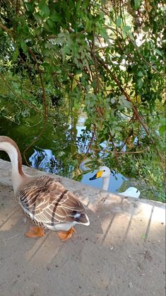 a duck is standing on the ground near some water