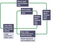 a flow diagram showing the steps in which water is collected from different sources and flows