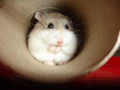 a small rodent is sitting in a tube