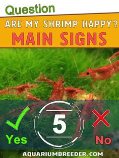 there are five shrimp in the water and one on the ground with words that say, question