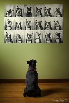 a dog sitting in front of a wall with pictures on it